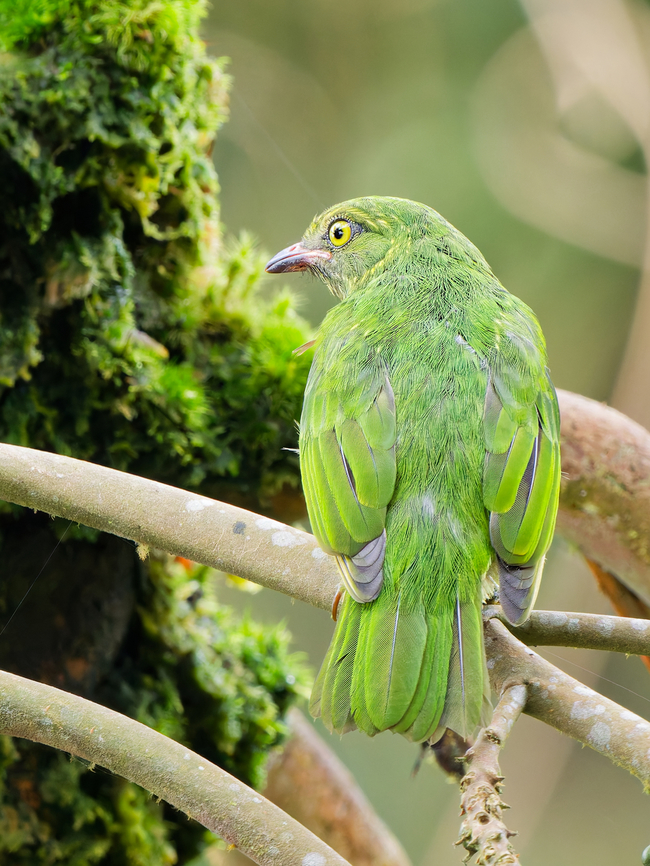 Orange-breasted Fruiteater, missing female  Ecuador,Fall,Geotagged,Orange-breasted fruiteater,Pipreola jucunda