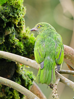 Orange-breasted Fruiteater, missing female  Ecuador,Fall,Geotagged,Orange-breasted fruiteater,Pipreola jucunda