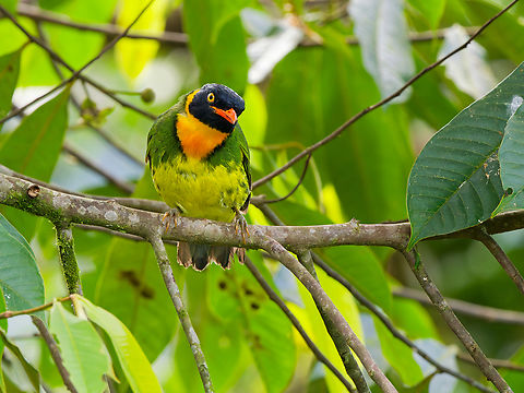 Orange-breasted Fruiteater in Ecuador  Ecuador,Fall,Geotagged,Orange-breasted fruiteater,Pipreola jucunda
