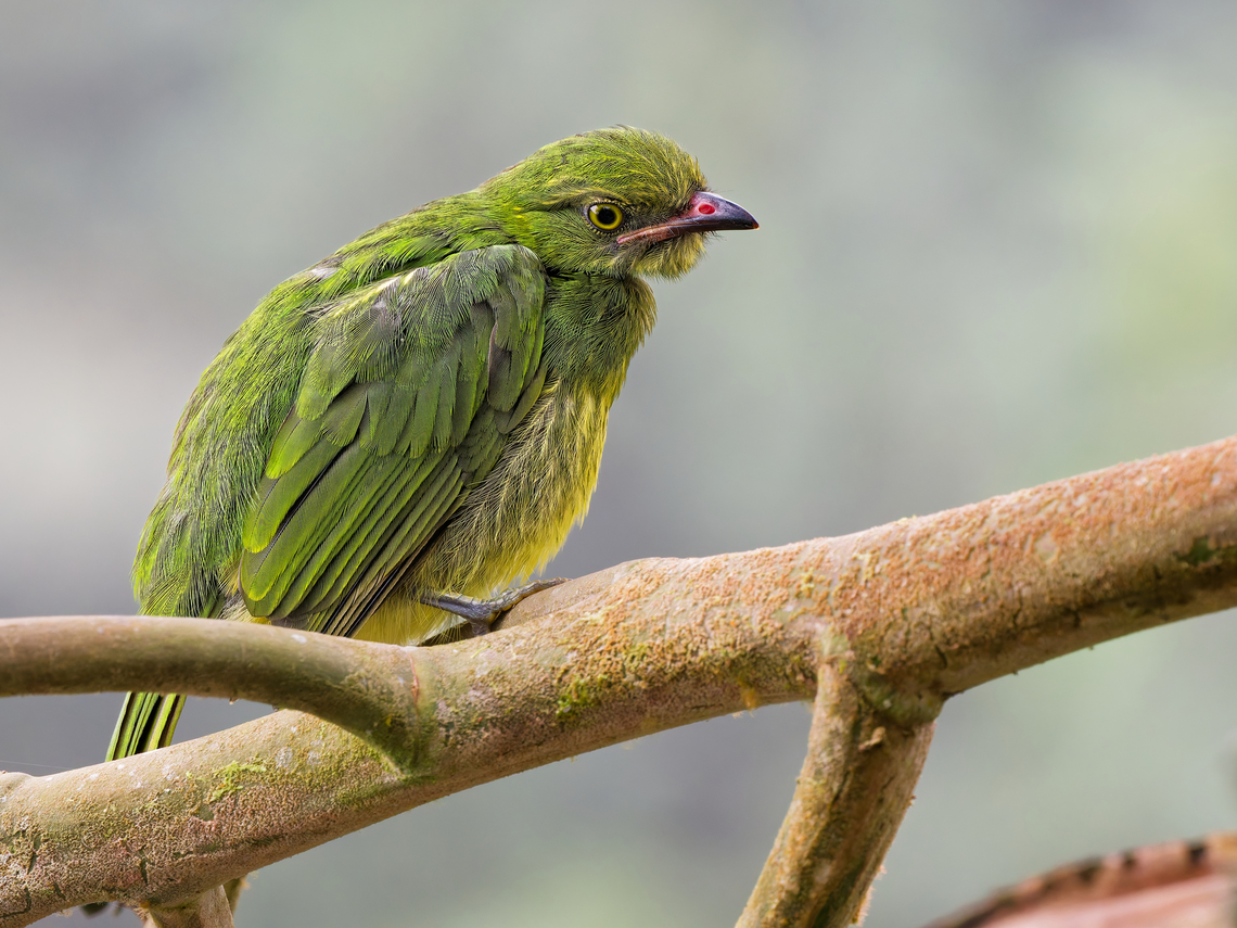 Orange-breasted Fruiteater, juvenile  Ecuador,Fall,Geotagged,Orange-breasted fruiteater,Pipreola jucunda