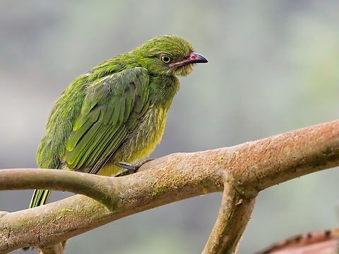 Orange-breasted Fruiteater, juvenile  Ecuador,Fall,Geotagged,Orange-breasted fruiteater,Pipreola jucunda
