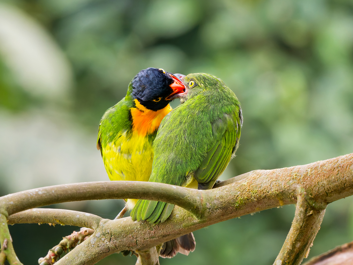 Orange-breasted Fruiteater, feeding the adult left, the juvenile right<br />
compare with <a href="https://www.alamy.com/fraternal-kiss-brezhnev-kisses-honecker-painting-by-dmitri-vrubel-berlin-wall-east-side-gallery-image552956758.html" rel="nofollow">https://www.alamy.com/fraternal-kiss-brezhnev-kisses-honecker-painting-by-dmitri-vrubel-berlin-wall-east-side-gallery-image552956758.html</a>  Ecuador,Fall,Geotagged,Orange-breasted fruiteater,Pipreola jucunda