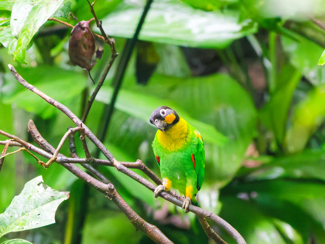 Orange-cheeked Parrot in Ecuador  Ecuador,Geotagged,Orange-cheeked parrot,Pyrilia barrabandi,Spring