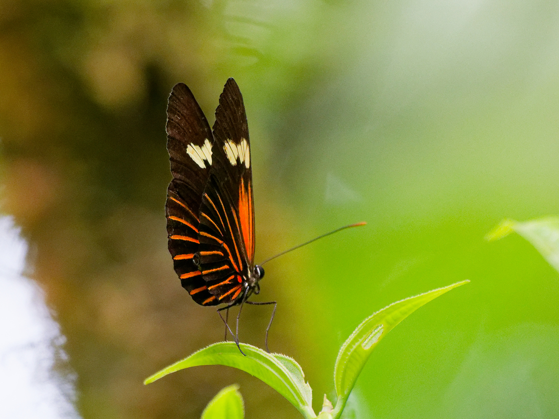 Helioconius erato in Ecuador ssp. lativitta Ecuador,Geotagged,Heliconius erato,Red postman,Spring
