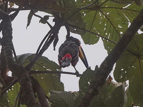 Pale-mandibled Aracari in Ecuador  Ecuador,Fall,Geotagged,Los Cedros Reserve,Pale-mandibled aracari,Pteroglossus erythropygius