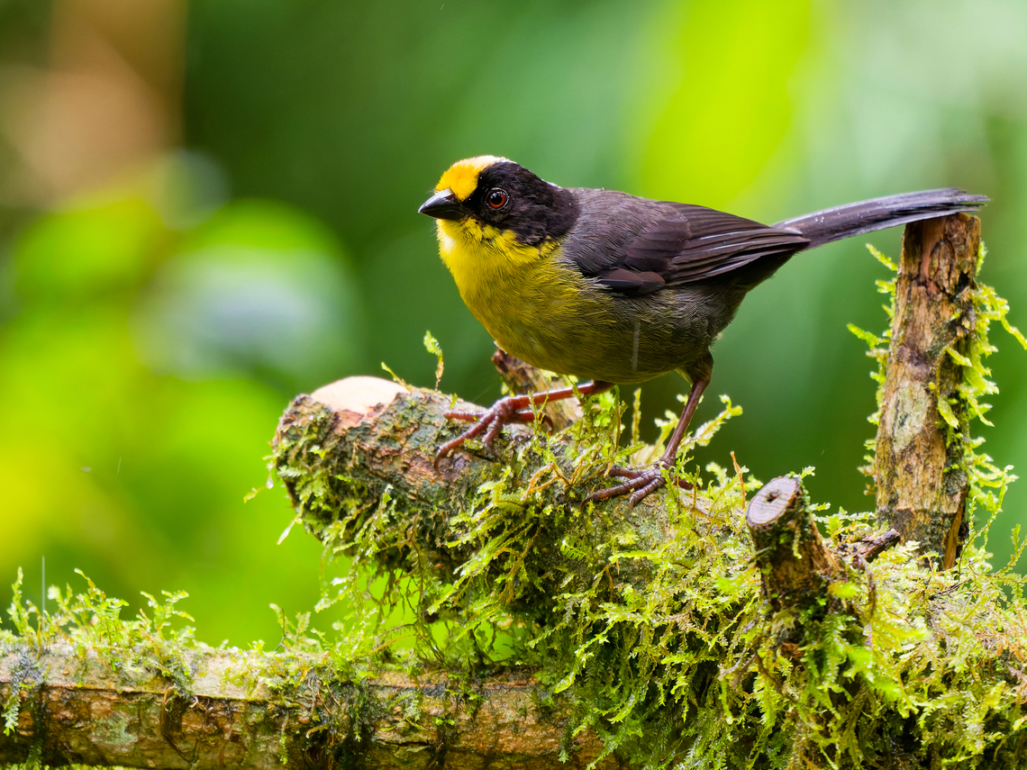 Pale-naped Brushfinch in Ecuador  Atlapetes pallidinucha,Ecuador,Geotagged,Pale-naped brushfinch,Spring