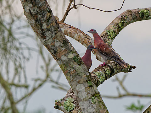 Pale-vented Pigeon in Ecuador  Ecuador,Geotagged,Pale-vented Pigeon,Patagioenas cayennensis,Spring