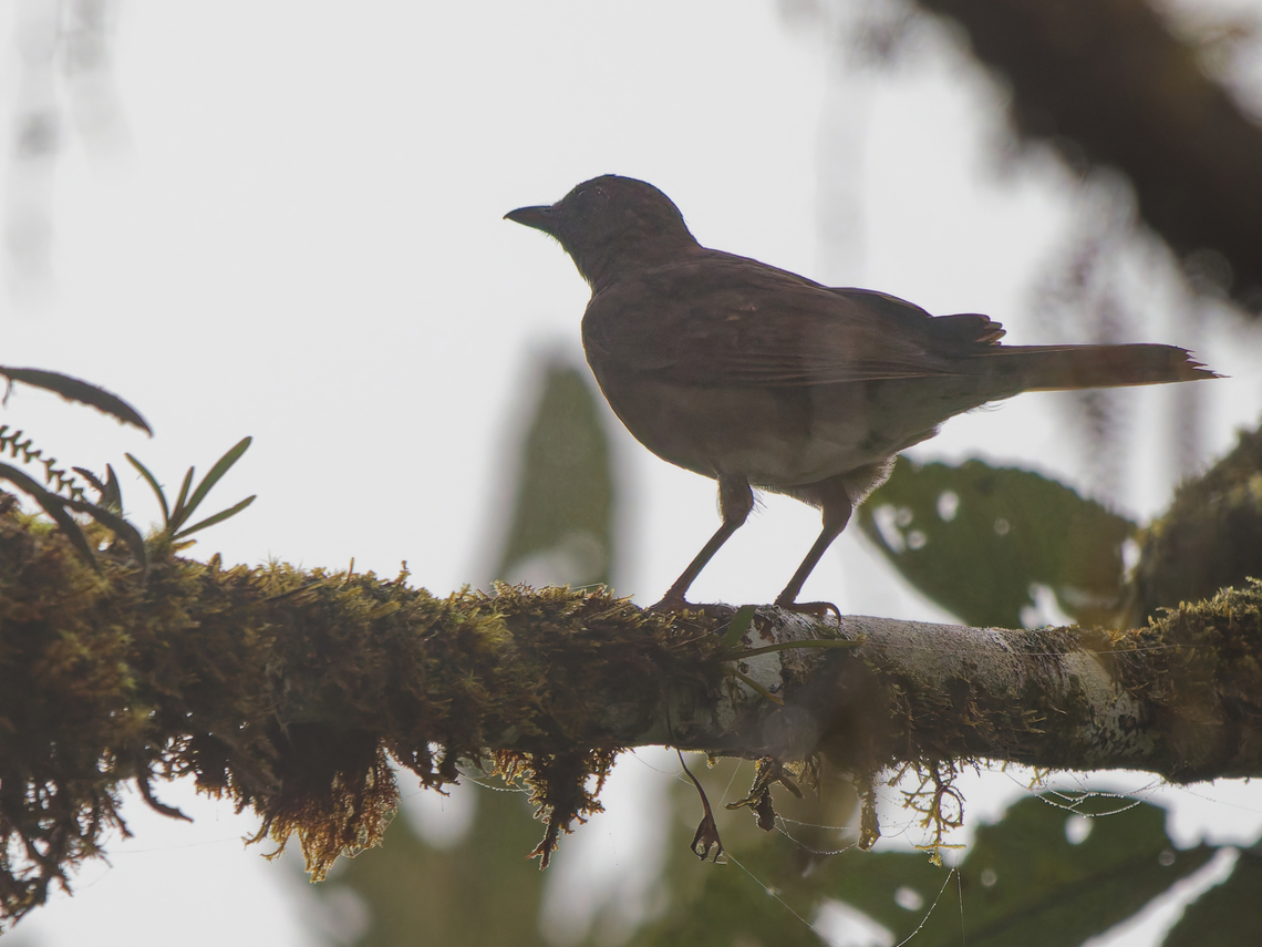 Pale-vented Thrush in Ecuador seen at Los Cedros Ecuador,Fall,Geotagged,Pale-vented thrush,Turdus obsoletus,los cedros