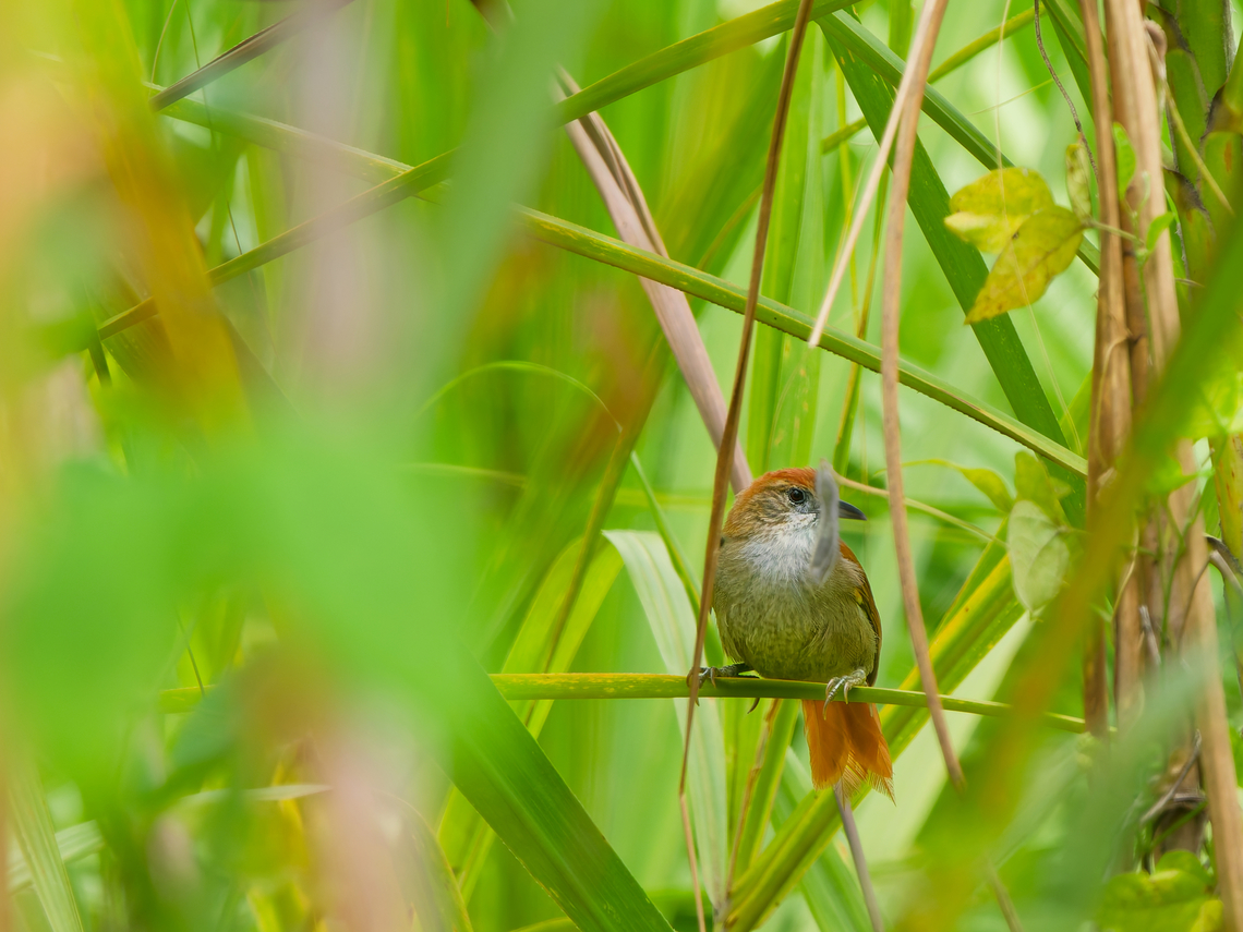 Parkers Spinetail in Ecuador trying to hide away Cranioleuca vulpecula,Ecuador,Geotagged,Parker's Spinetail,Spring