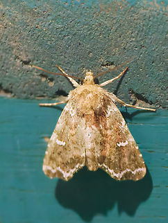 Pastona separata in Ecuador cp. https://www.inaturalist.org/guide_taxa/2295681
cp. https://demo.gbif.org/occurrence/3925157695 Ecuador,Fall,Geotagged,Los Cedros Reserve,Pastona separata