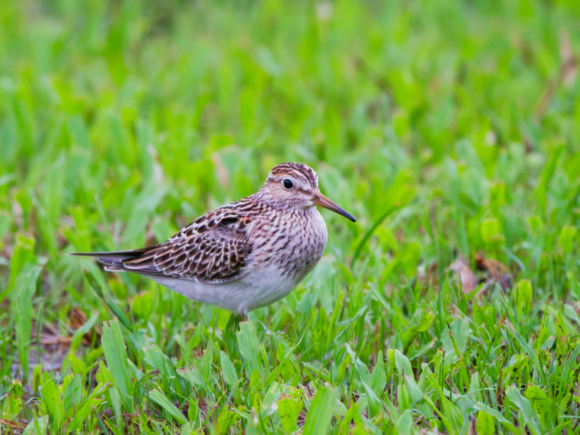 Pectoral Sandpiper in Ecuador  Calidris melanotos,Ecuador,Geotagged,Pectoral sandpiper,Spring