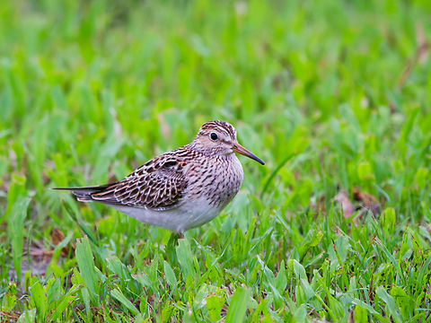 Pectoral Sandpiper in Ecuador  Calidris melanotos,Ecuador,Geotagged,Pectoral sandpiper,Spring