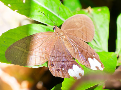 Pierella lucia in Ecuador  Ecuador,Geotagged,Lucia pierella,Pierella lucia,Spring
