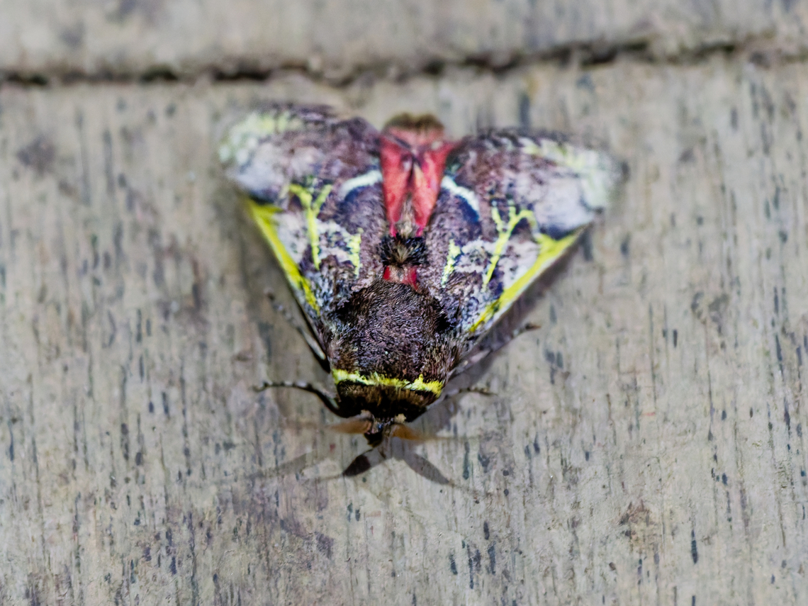 Aidos yamuna in Ecuador seen at Los Cedros<br />
 Aidos yamouna,Ecuador,Fall,Geotagged,Los Cedros Reserve