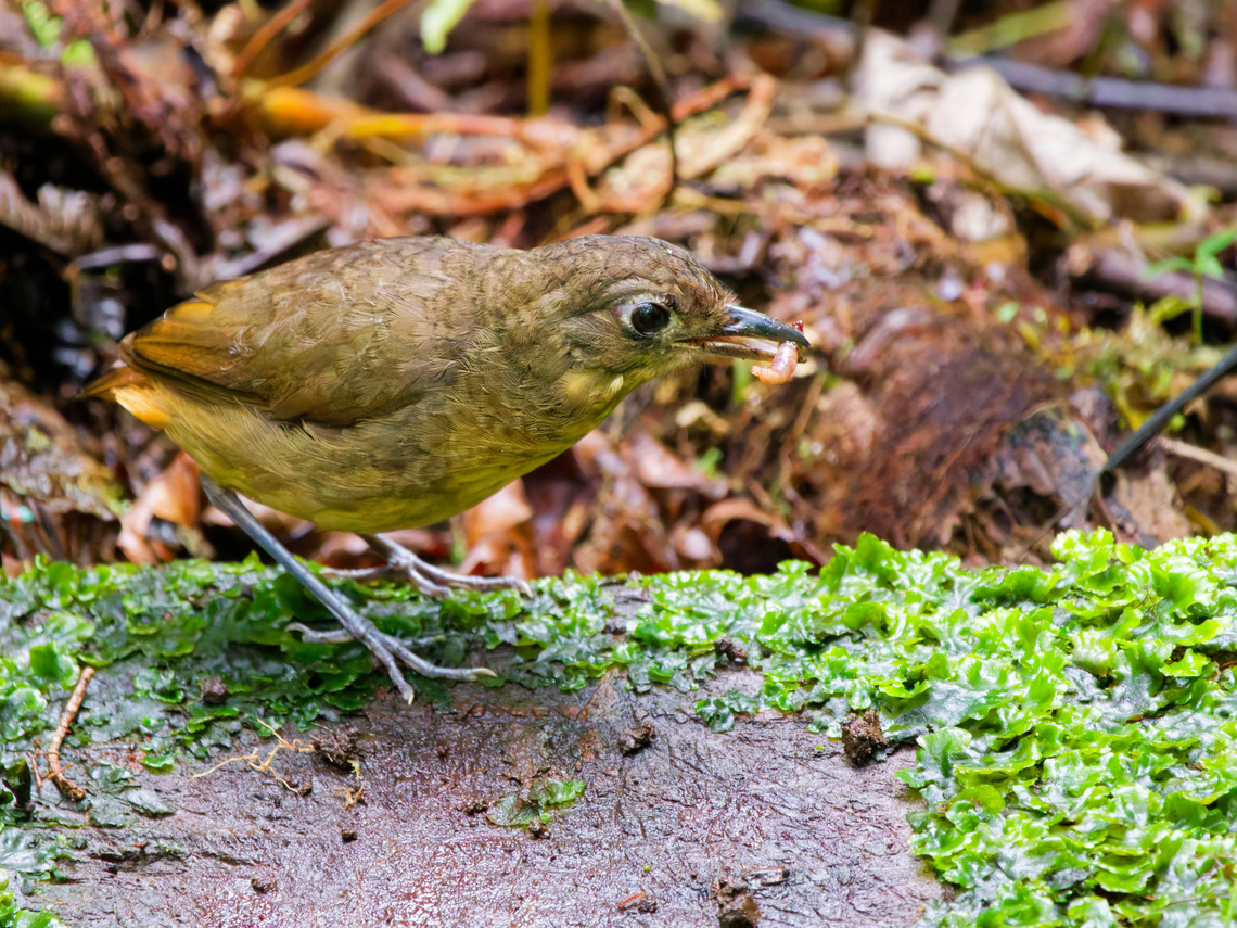 Plain-backed Antpitta in Ecuador at the antpitta feeder at Wild Sumaco Lodge  Ecuador,Geotagged,Grallaria haplonota,Plain-backed antpitta,Spring