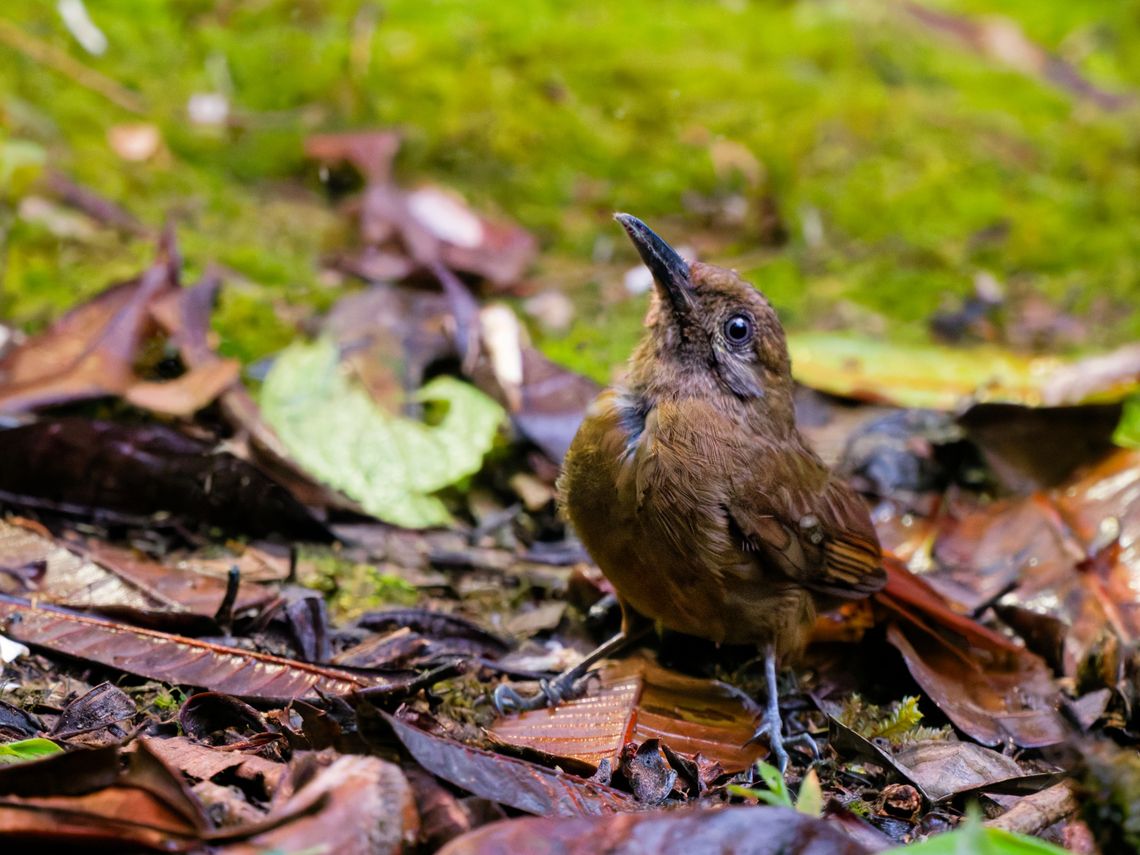 Plain-brown Woodcreeper in Ecuador  Dendrocincla fuliginosa,Ecuador,Geotagged,Plain-brown Woodcreeper,Spring
