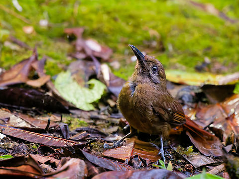 Plain-brown Woodcreeper in Ecuador  Dendrocincla fuliginosa,Ecuador,Geotagged,Plain-brown Woodcreeper,Spring