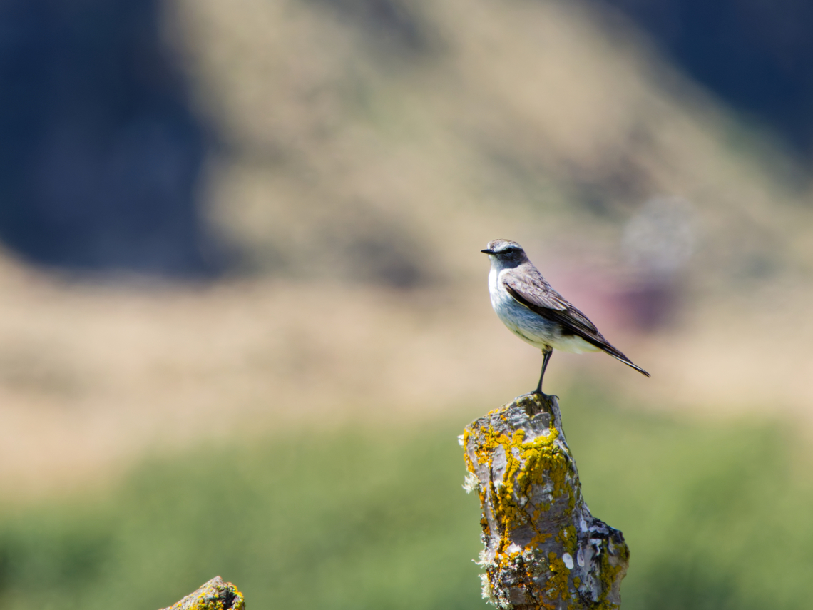 Plain-capped Ground-Tyrant in Ecuador  Ecuador,Geotagged,Muscisaxicola griseus,Spring,Taczanowskis ground tyrant