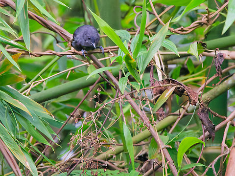 Plain-winged Antshrike in Ecuador  Ecuador,Geotagged,Plain-winged antshrike,Spring,Thamnophilus schistaceus