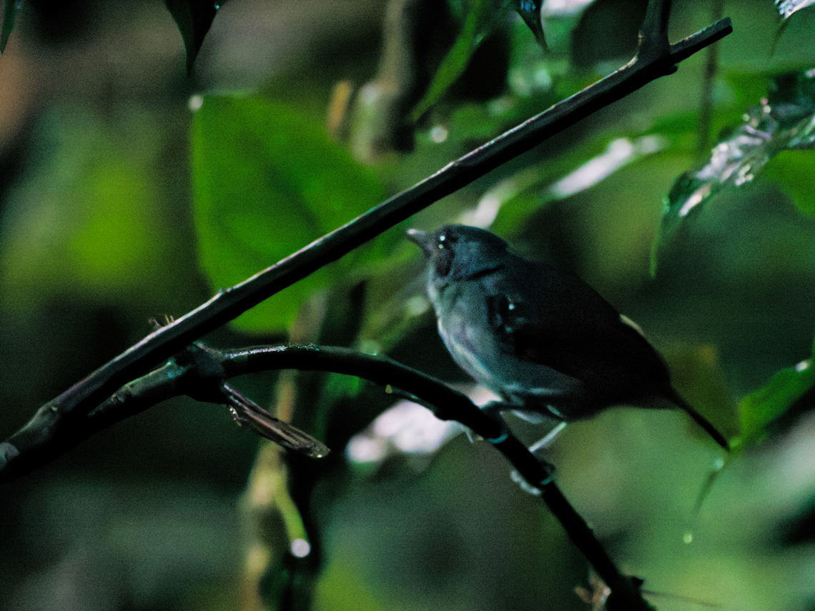 Plain-winged Antwren in Ecuador  Ecuador,Geotagged,Myrmotherula behni,Spring,plain-winged antwren