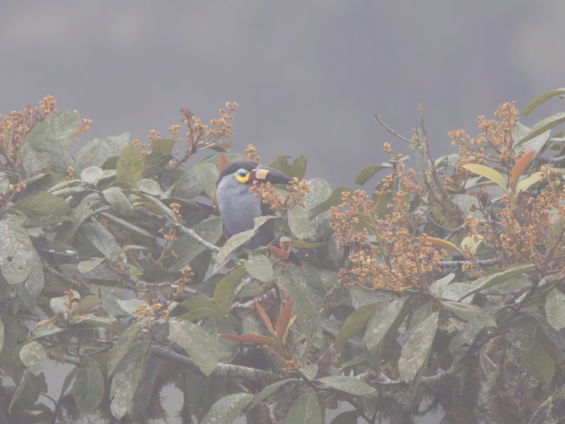 Plate-billed Mountain-Toucan in Ecuador  Andigena laminirostris,Ecuador,Fall,Geotagged,Plate-billed mountain toucan