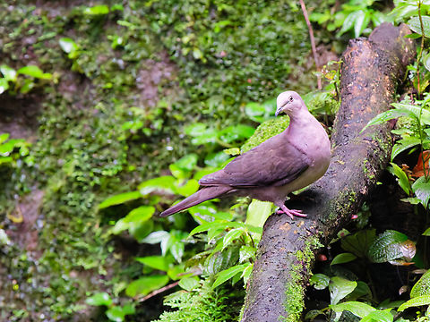 Plumbeous Pigeon in Ecuador  Ecuador,Geotagged,Patagioenas plumbea,Plumbeous pigeon,Spring