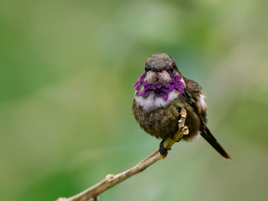 Purple-throated Woodstar  Calliphlox mitchellii,Ecuador,Fall,Geotagged,Purple-throated woodstar