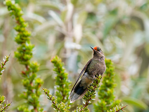 Rainbow-bearded Thornbill in Ecuador female Chalcostigma herrani,Ecuador,Geotagged,Rainbow-bearded thornbill,Spring