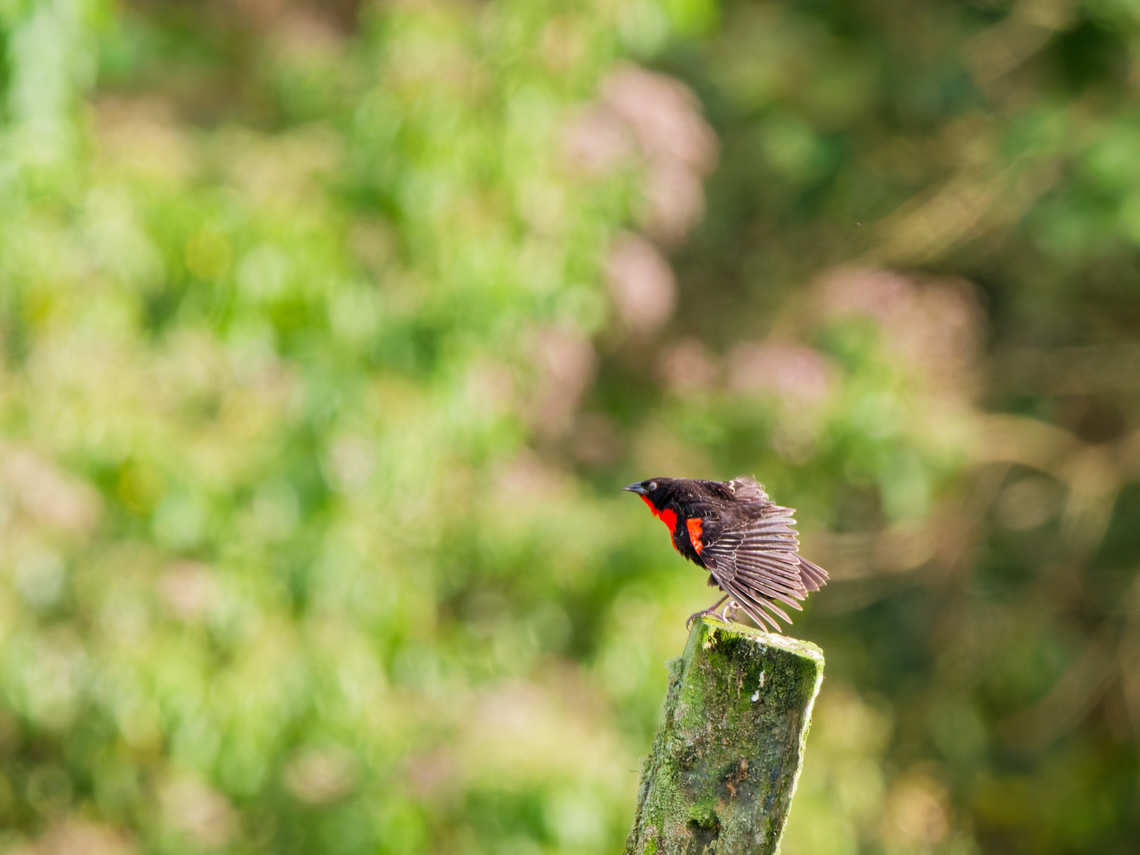 Red-breasted Meadowlark in Ecuador  Ecuador,Geotagged,Leistes militaris,Red-Breasted Meadowlark,Spring