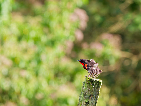 Red-breasted Meadowlark in Ecuador  Ecuador,Geotagged,Leistes militaris,Red-Breasted Meadowlark,Spring