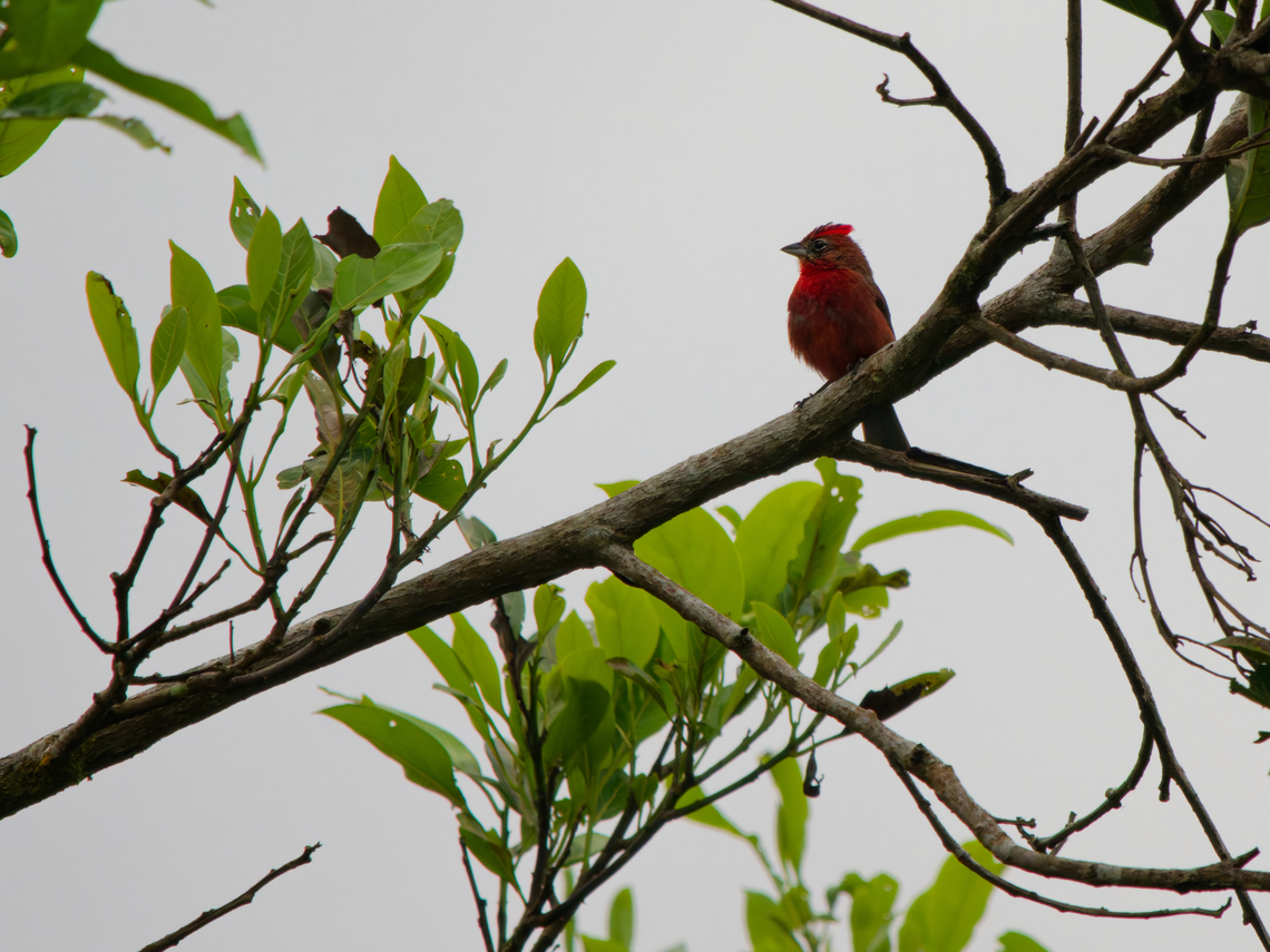 Red-crested Finch in Ecuador  Coryphospingus cucullatus,Ecuador,Geotagged,Red pileated finch,Spring