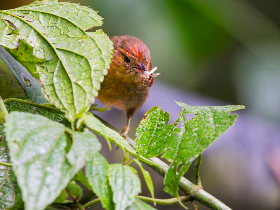 Red-faced Spinetail in Ecuador instead of showing its tail, it presents its prey Cranioleuca erythrops,Ecuador,Geotagged,Red-faced spinetail,Spring