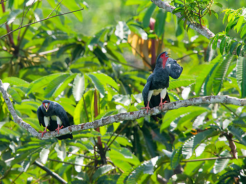Red-throated Caracara in Ecuador couple moving and screaming around Ecuador,Geotagged,Ibycter americanus,Red-throated caracara,Spring