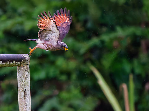 Roadside Hawk in Ecuador  Buteo magnirostris,Ecuador,Geotagged,Roadside Hawk,Spring