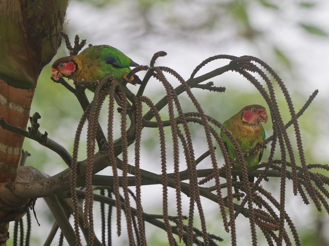 Rose-faced Parrots in Ecuador greeting from same birds at similar place at same Los Cedros ! Ecuador,Fall,Geotagged,Los Cedros Reserve,Pyrilia pulchra,Rose-faced parrot