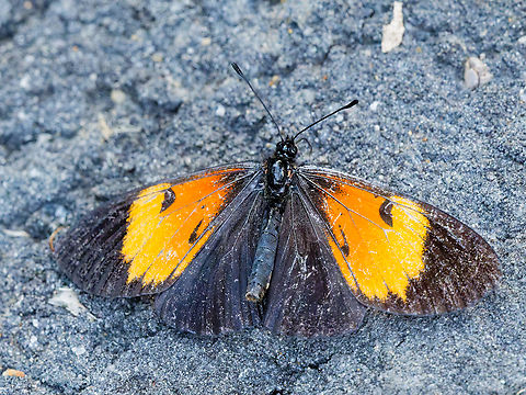 Actinote stratonice in Ecuador in Amarun Pakcha Actinote stratonice,Ecuador,Geotagged,Spring