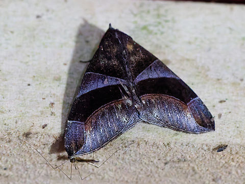 Dysgonia purpurata in Ecuador at Los Cedros Dysgonia purpurata,Ecuador,Fall,Geotagged,Los Cedros Reserve