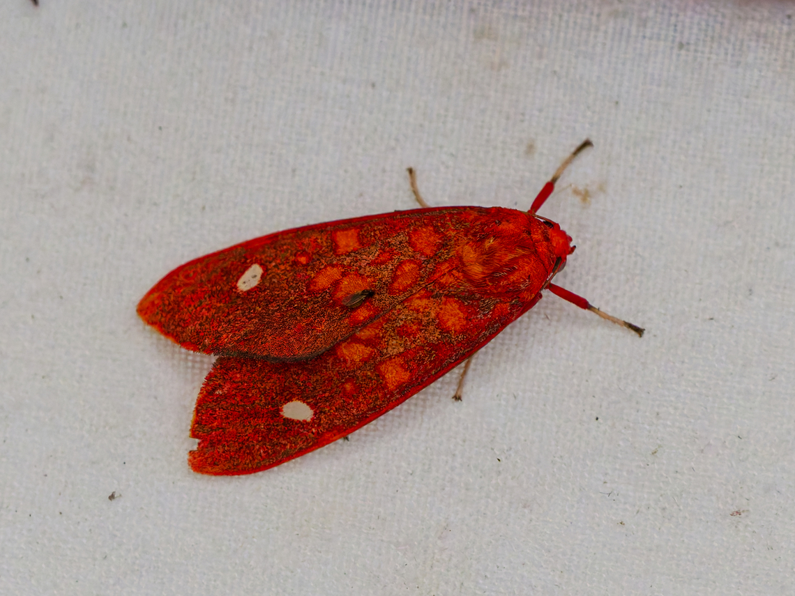 Melese intensa in Ecuador at Los Cedros. They like that place.... Ecuador,Fall,Geotagged,Los Cedros Reserve,Melese intensa