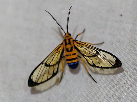 Mesothen nomia in Ecuador seen at Los Cedros Ecuador,Fall,Geotagged,Los Cedros Reserve,Mesothen nomia