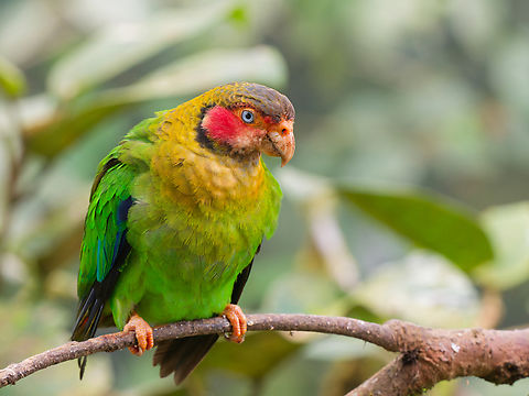 Rose-faced Parrot, close-up in Mashpi amagusa Ecuador,Fall,Geotagged,Pyrilia pulchra,Rose-faced parrot