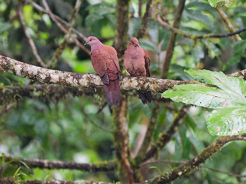 Ruddy Pigeon in Ecuador  Ecuador,Fall,Geotagged,Los Cedros Reserve,Patagioenas subvinacea,Ruddy pigeon