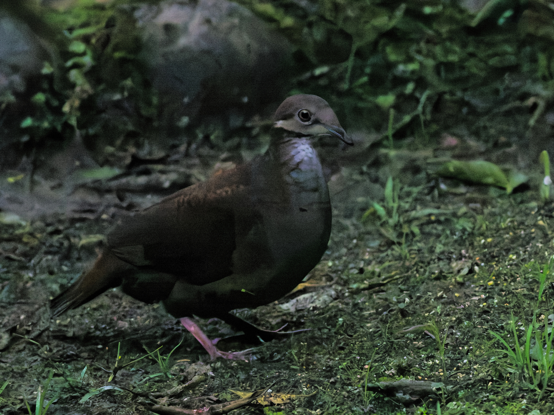 Ruddy Quail-Dove in Ecuador juvenile Ecuador,Geotagged,Geotrygon montana,Ruddy quail-dove,Spring
