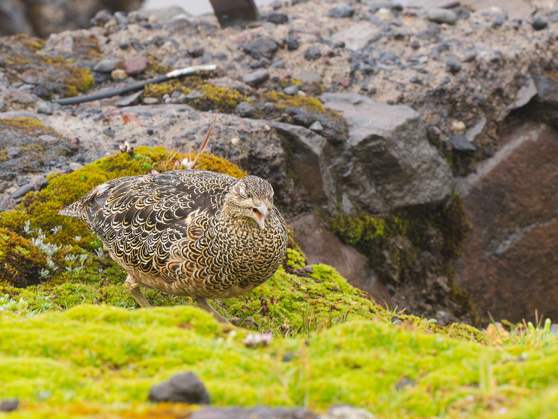 Rufous-bellied Seedsnipe in Ecuador Antenas Borja, Papallacta, ssp latreillii Attagis gayi,Ecuador,Geotagged,Rufous-bellied seedsnipe,Spring