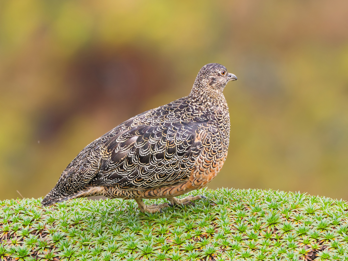 Rufous-bellied Seedsnipe  Attagis gayi,Ecuador,Geotagged,Rufous-bellied seedsnipe,Spring