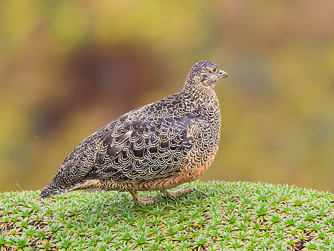 Rufous-bellied Seedsnipe  Attagis gayi,Ecuador,Geotagged,Rufous-bellied seedsnipe,Spring