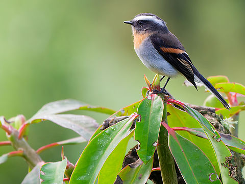 Rufous-breasted Chat-Tyrant in Ecuador  Ecuador,Geotagged,Ochthoeca rufipectoralis,Rufous-breasted chat-tyrant,Spring