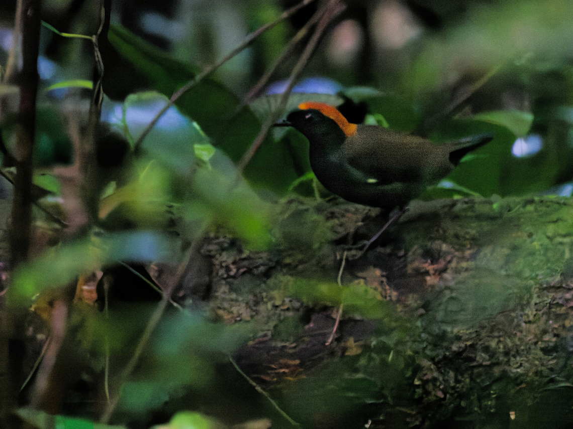 Rufous-capped Antthrush in Ecuador Sani Lodge, seen along Sendero Pantano, muddy trail in dark forest, dark bird hiding behind dark bushes, barely visible except for the young guide blessed with fantastic eyesight. Ecuador,Formicarius colma,Geotagged,Rufous-capped antthrush,Spring