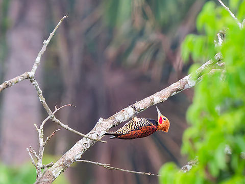Rufous-headed Woodpecker in Ecuador  Celeus spectabilis,Ecuador,Geotagged,Rufous-headed woodpecker,Spring
