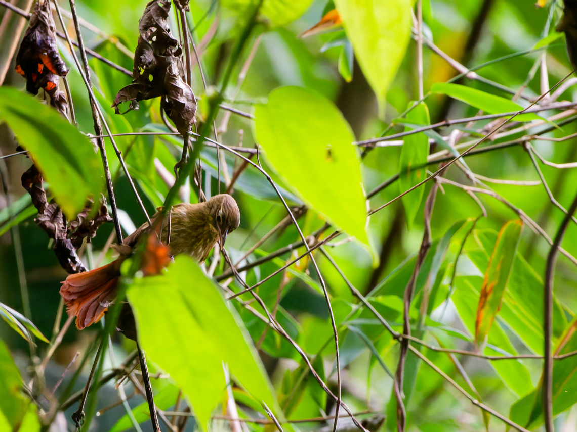 Rufous-tailed Foliage-gleaner in Ecuador  Anabacerthia ruficaudata,Ecuador,Geotagged,Rufous-tailed Foliage-gleaner,Spring