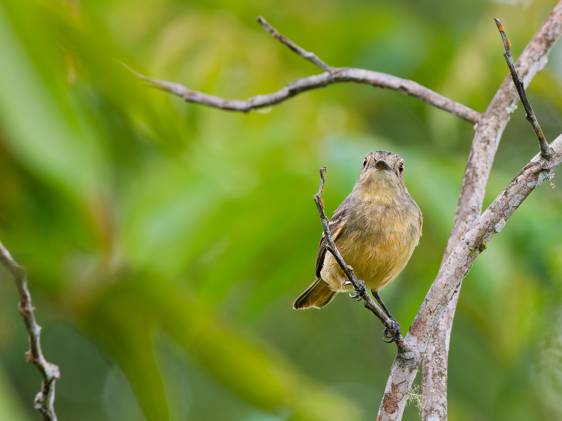Rufous-tailed Tyrant in Ecuador  Ecuador,Geotagged,Knipolegus poecilurus,Rufous-tailed tyrant,Spring